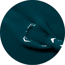 Green Flash - Dark Clover - Living Beauty