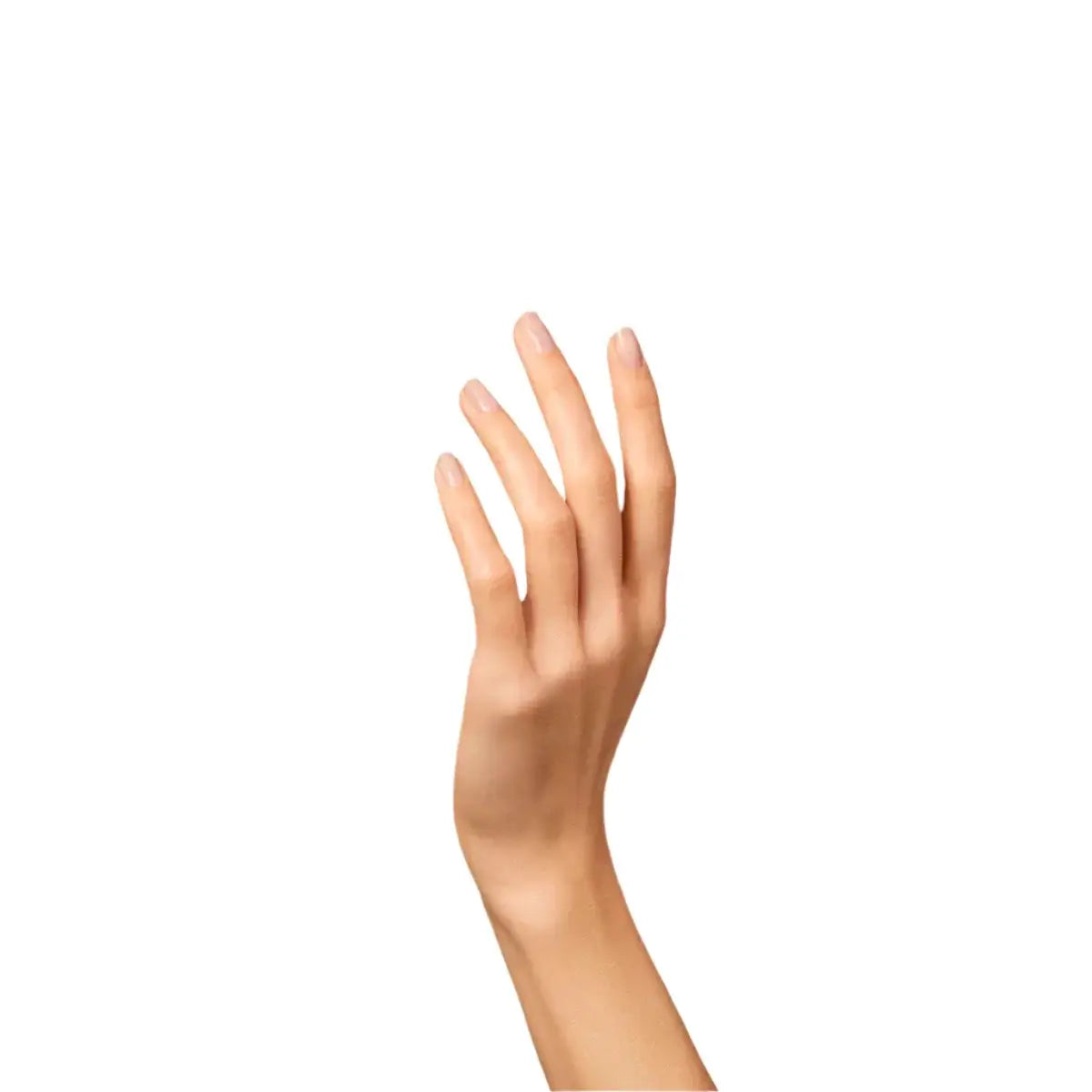 Green Flash - Pale Rose - Living Beauty